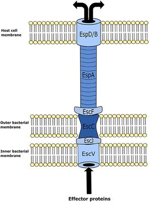 Enteric Escherichia coli O157:H7 in Cattle, and the Use of Mice as a Model to Elucidate Key Aspects of the Host-Pathogen-Microbiota Interaction: A Review